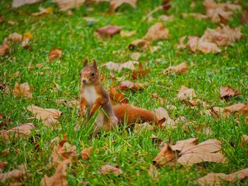 Squirrel on a field