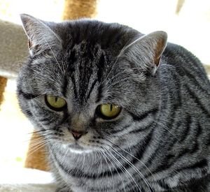Close-up portrait of a cat
