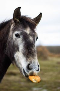 Portrait horse eating looking at camera