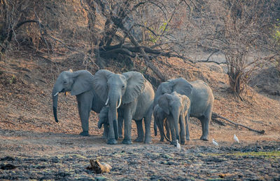 Elephant on tree