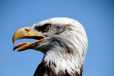 Close-up of bald eagle against clear blue sky