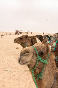 Camels in desert