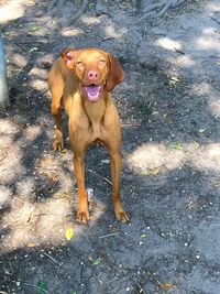 Portrait of dog