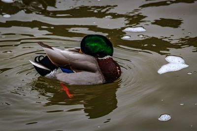 Duck swimming on lake