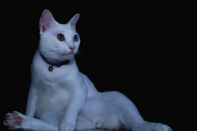 Portrait of a cat looking away