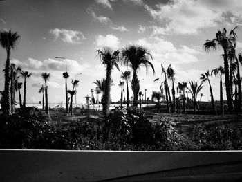 Plants and trees against sky