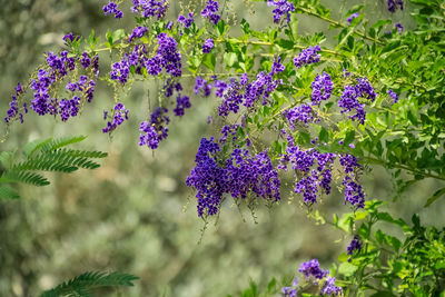 Close-up of purple flowering plants