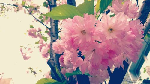 Close-up of pink flowers