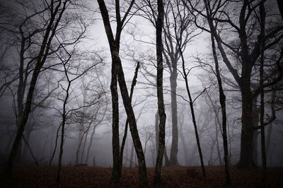 Low angle view of trees in forest