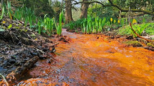 Stream in forest