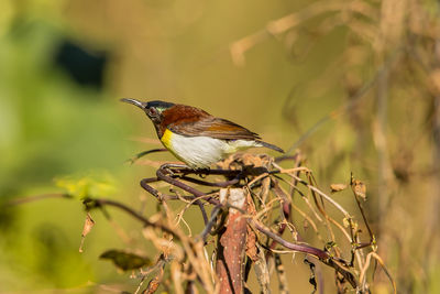 Close-up of bird perching on plant