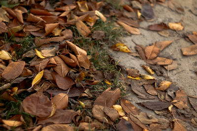 leaf