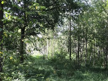 Trees in forest