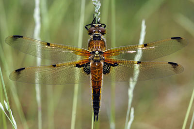 Close-up of dragonfly on twig