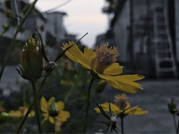 Close-up of insect on yellow flower