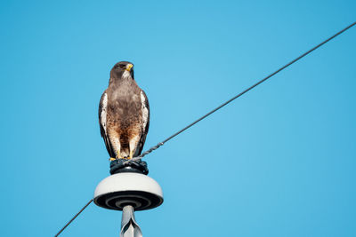 Low angle view of bird perching on cable against blue sky