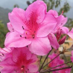 Close-up of pink flower