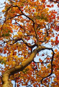 Low angle view of tree against sky