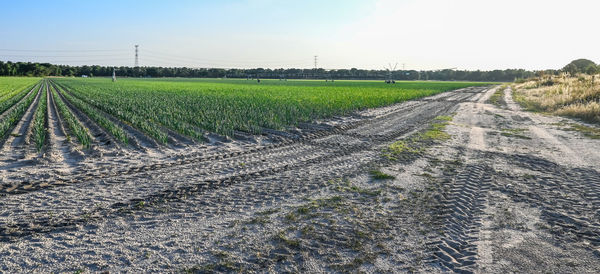 Scenic view of agricultural field against sky