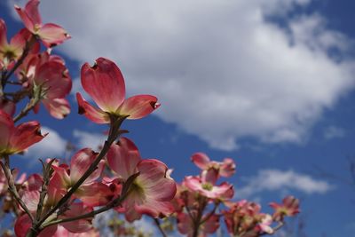 Close-up of flowers against sky