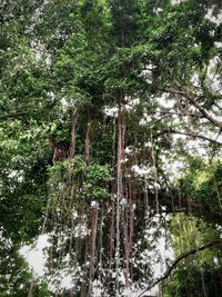 Trees growing in forest