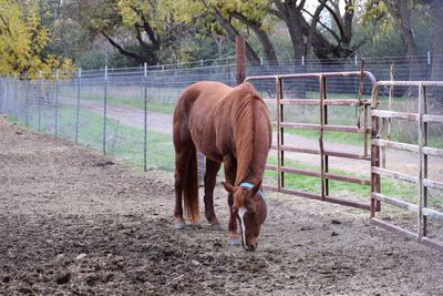 Horses grazing in pasture