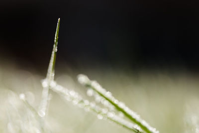 Close-up of wet spider web on plant