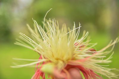 Close-up of flower