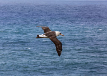 Seagull flying over sea