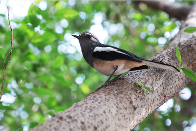 Low angle view of bird perching on branch