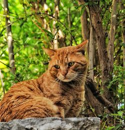 Portrait of cat on tree trunk