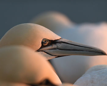 Close-up of bird