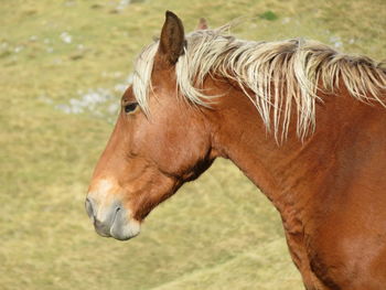 Close-up of horse on field