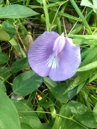 Close-up of purple flowering plant