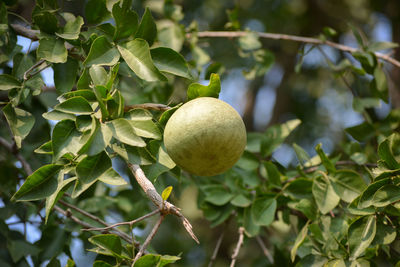 Aegle marmelos or indian bael fruit on the tree