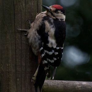 Close-up of bird perching on branch