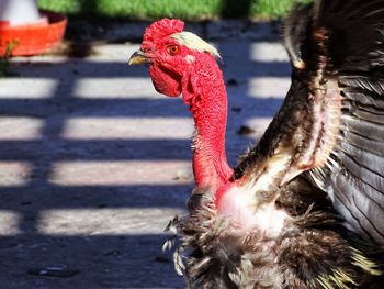 Close-up of rooster