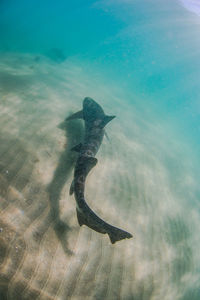 High angle view of turtle swimming in sea