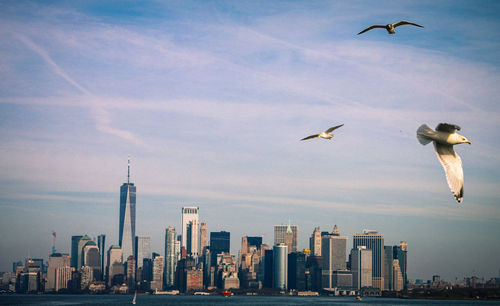 Low angle view of birds flying over buildings in city