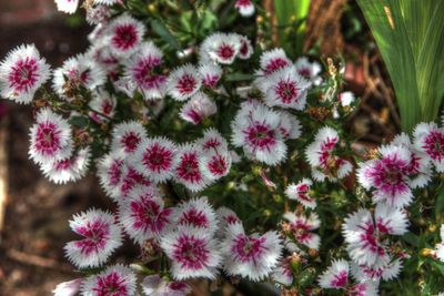 Close-up of flowers