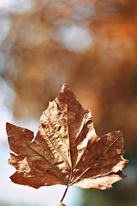 Close-up of dry maple leaf against blurred background