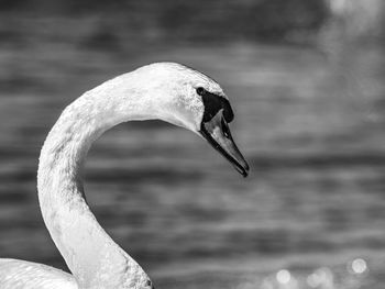 Wild fat swan feeding close to lake bank. white wild swan. bw, black and white. long bird neck