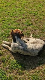 Lion resting on a field