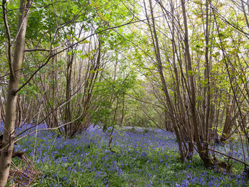 View of flower trees in forest