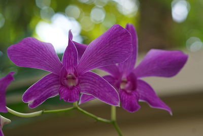 Close-up of purple flowering plant