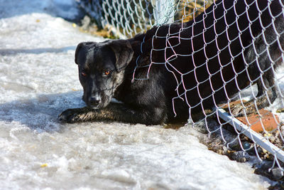 Black dog punched a hole in the fence