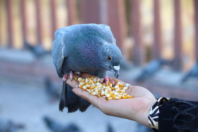 Close-up of hand feeding pigeon