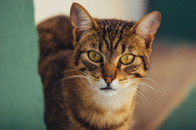 Close-up portrait of cat