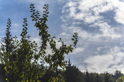 Low angle view of flowering plants against sky