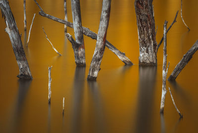 Close-up of icicles on water during sunset